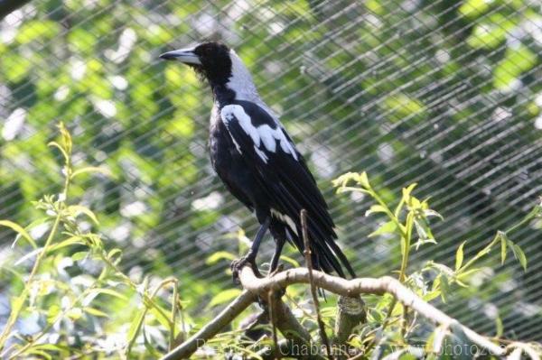 Australian magpie