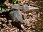 Malayan gharial