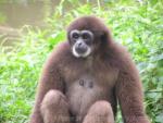 White-handed gibbon