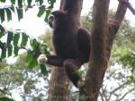 White-handed gibbon