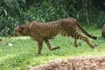 Southern Cheetah