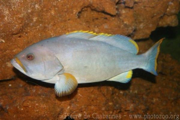 Blue-and-yellow grouper