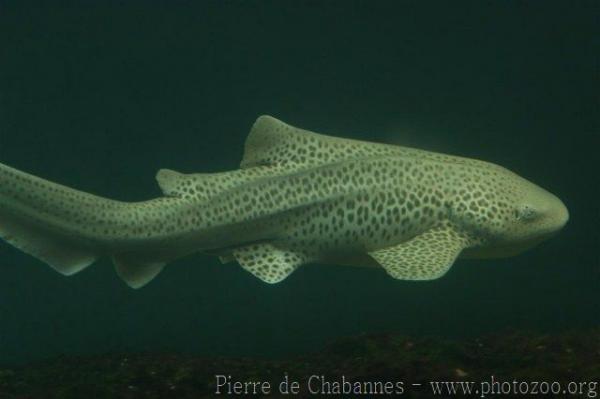 Zebra shark