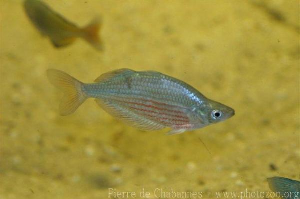 Dority rainbowfish