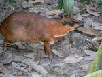 Greater oriental chevrotain