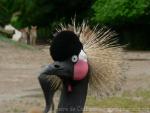 Black crowned-crane