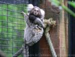 Common marmoset