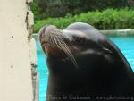 Californian sea-lion