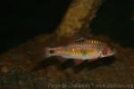 Bigspot barb