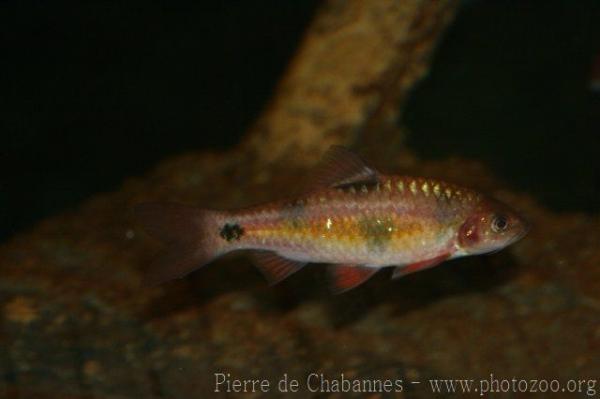Bigspot barb