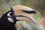 Oriental pied hornbill