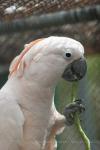 Salmon-crested cockatoo