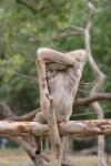 Pileated gibbon