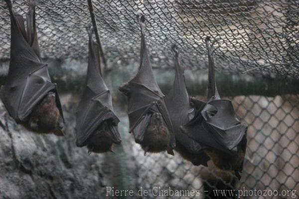 Lyle's flying-fox