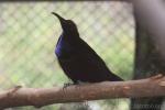 Magnificient rifflebird *