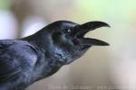 Large-billed crow