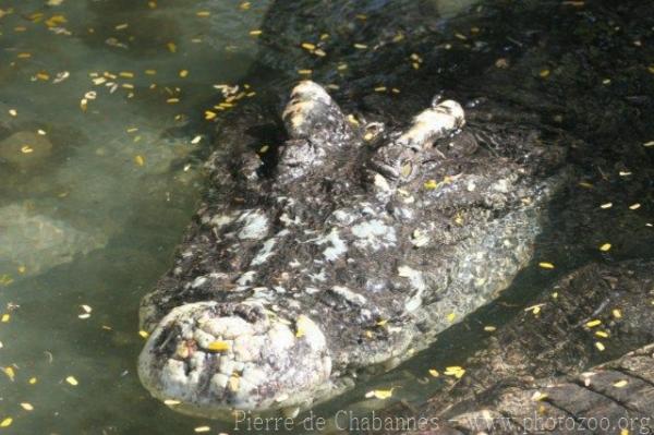 Siamese crocodile