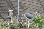 Lesser adjutant