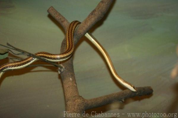 Indochinese sand snake