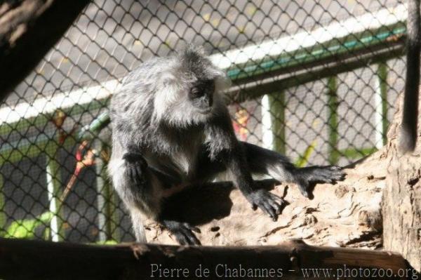 Indochinese langur *