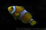 Orange clownfish