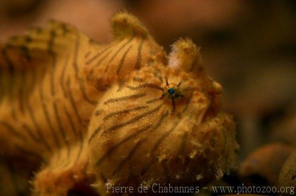 Striated frogfish *