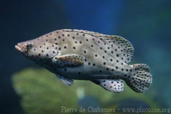 Humpback grouper