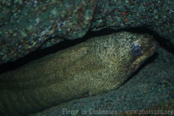 Yellow-edged moray *