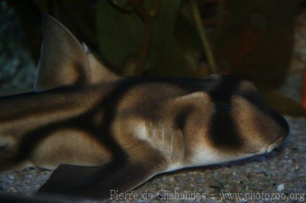 Port Jackson shark