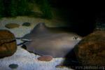 Giant freshwater whipray