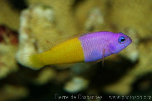 Royal dottyback