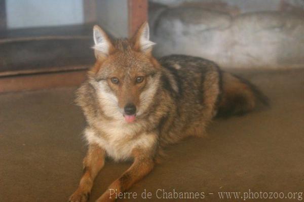 Golden jackal