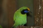 Golden-fronted leafbird *