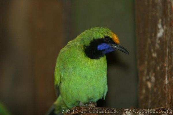 Golden-fronted leafbird *