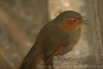 Scarlet-faced liocichla *