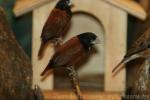 Black-headed munia