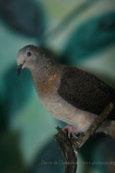 Barred cuckoo-dove