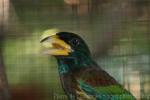 Great barbet *