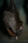 Lyle's flying-fox