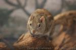 Indochinese ground squirrel