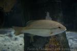 Brownstripe red snapper