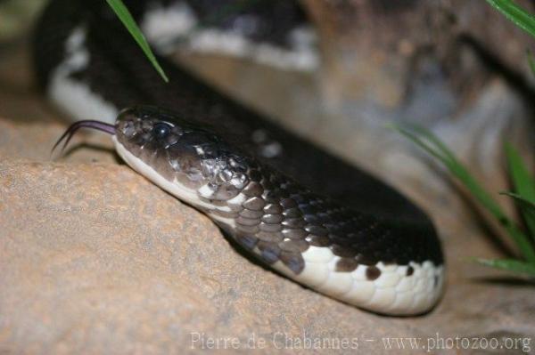 Siamese spitting cobra