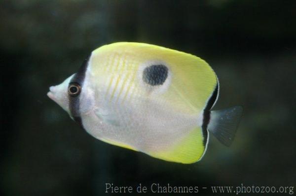 Teardrop butterflyfish