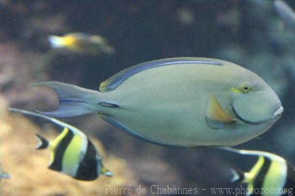 Ringtail surgeonfish