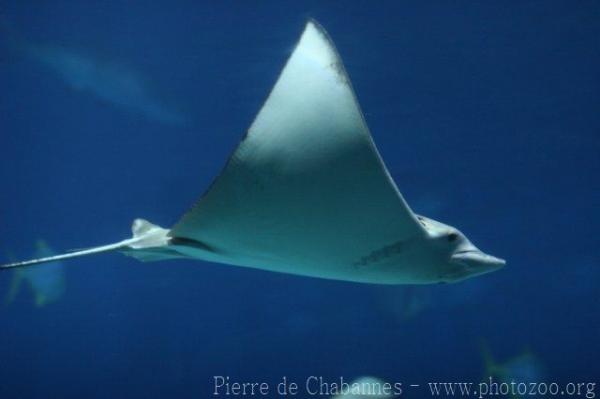 Naru eagle ray