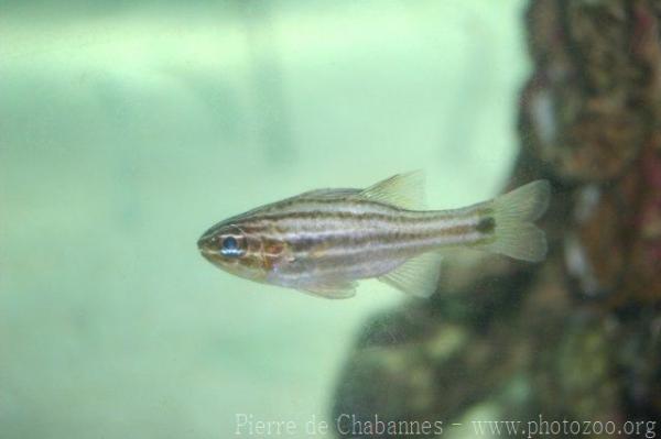 Cook's cardinalfish