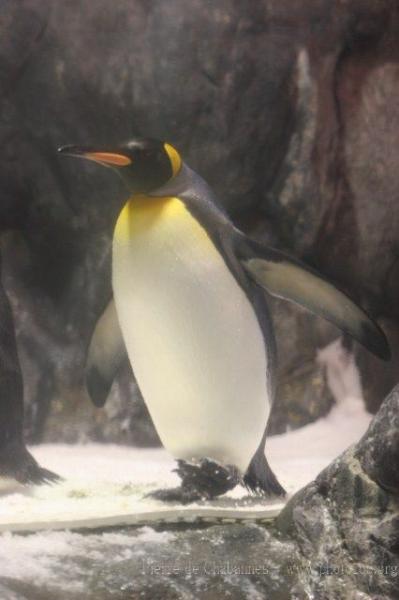 King penguin