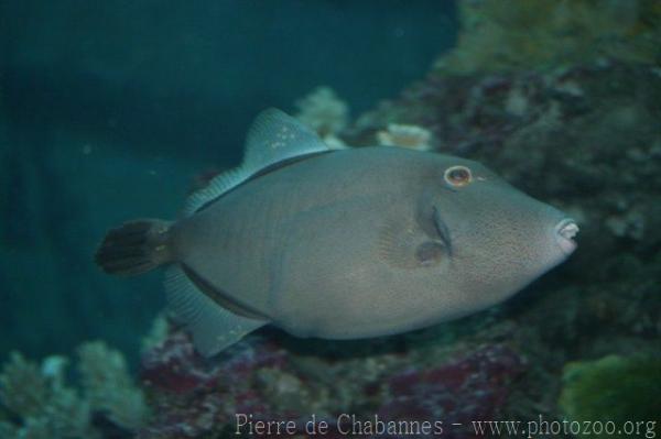 Whitespotted filefish