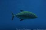 Bluefin trevally