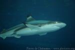 Blacktip reef shark